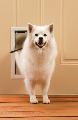 Innotek Medium White Freedom Door