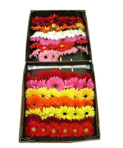 Assorted 17.7-inch Gerbera Daisies (100 Stems)