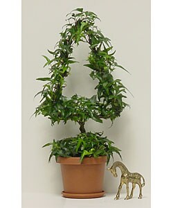 Ivy Tree Topiary with Stem in Plastic Terracotta Pot