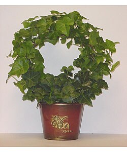 Ivy Wreath in Maple Tin