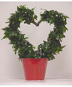Ivy Heart with Red Pot Cover