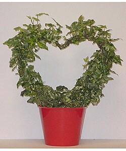 Variegated Ivy Heart in Red Pot Cover