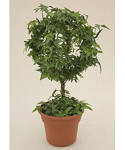Ivy Double Ring Globe in Plastic Terracotta Pot