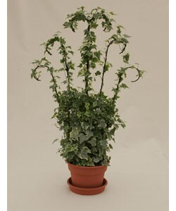 Ivy Wrought Iron Trellis in Plastic Terracotta Pot