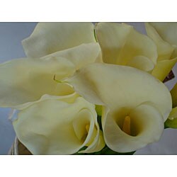 25 Open Cut Jumbo White Calla Lilies