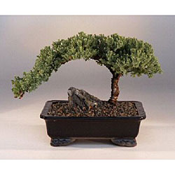 Bonsai Juniper in Water Pot