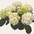 White Hydrangea 19.7-inch 30-stem Cluster