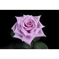 100 Stems 19.7-inch (50 cm) Lavender Roses