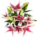 Details, photos and assessment of flower Plants Simply Oriental Lily