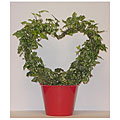 Variegated Ivy Heart in Red Pot Cover