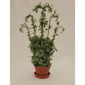 Indoor Bonsai Tree
T11143055 Indoor Bonsai Tree