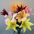 Simply Asiatic Lilies (5 Stems)