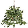Pothos Silk Plant in Hanging Basket
