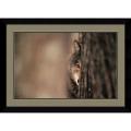 Jim Brandenburg 'Gray Wolf' Framed Art