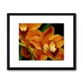 Glenn Pipapi 'Tangerine Cymbidium Orchids' Framed Art