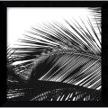 Jamie Kingham 'Palms 13 (detail)' Framed Art Print