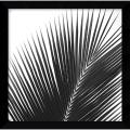 Jamie Kingham 'Palms 14 (detail) ' Framed Art Print