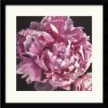 Elizabeth Hellman 'Peony I' Framed Art Print