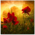 Philippe Sainte-Laudy 'Red for Love' Canvas Art