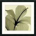 Steven N. Meyers 'Hibiscus (green)' Framed Art Print