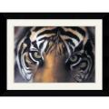 Charles Alexander 'Eyes of the Goddess: Sumatran Tigress' Framed Art Print