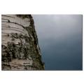 Nicole Dietz 'Birch Tree' Canvas Art