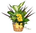 Forget Me Not Planter