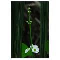 Kurt Shaffer 'Hidden Wildflower' Gallery-wrapped Canvas Art