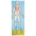 Melissa n Doug 'Human Body' 100-piece Floor Puzzle