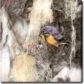 'Bird' Giclee Canvas Art