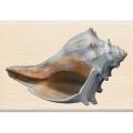 Inkadinkado 'Conch Shell' Photo Realistic Mounted Stamp