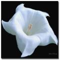 Kathie McCurdy 'Moonflower Black and White' Canvas Art