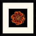 'Caramel Ruffles' Framed Art Print