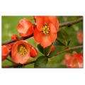 Kathie McCurdy 'Quince' Canvas Art