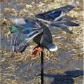 Edge by Expedite Rapid Flyer Lucky Duck Decoy