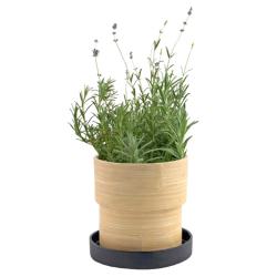 Lavender Bamboo Grow Pot