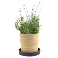 Lavender Bamboo Grow Pot