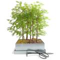 bonsai seeds T13984323 bonsai seeds