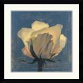 Curtis Parker 'Glowing White Rose' Framed Art Print