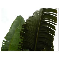 Kate Walsh, 'Fronds' Canvas Art