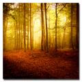 Philippe Sainte-Laudy 'The Smell of Autumn' Canvas Art