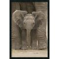 Big Ears 'Baby Elephant' Gel-textured Art Print