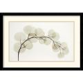 Albert Koetsier 'Eucalyptus II' Framed Art Print