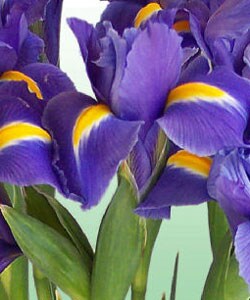 Simply Blue Irises Bouquet