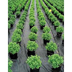 Dewitt Sunbelt 10' x 300' Ground Cover Weed Barrier