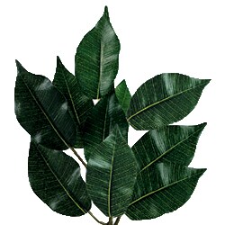 3-foot Green Ficus Bush