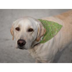 Ruff Stuff USA Grey Skulls Dog Collar Bandana