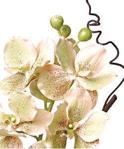 Large Silk Vanda Orchid Plant with Root Base