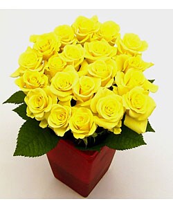 Yellow Sweetheart Roses (Case of 20)
