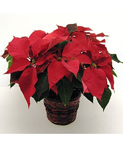 Poinsettia Basket
